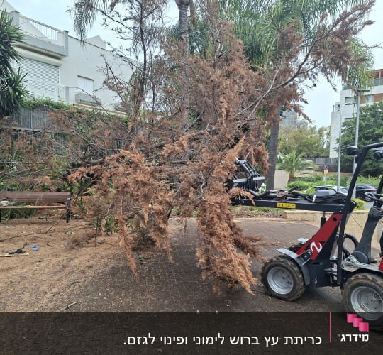 מכונה חותכת ענפים יבשים בגינה עירונית